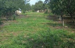 Teren în Viile SM cu casa din vaioaga, 1442mp 