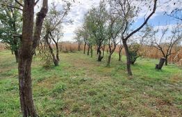 Casa bătrânească cu anexe , teren de 4200mp, zona Madaras