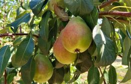 Teren de vânzare Periferie - 187364TV | BLITZ Satu Mare | Poza5