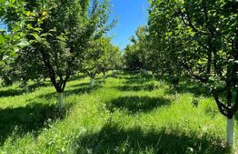 Teren de vânzare Botiz - 175262TV | BLITZ Satu Mare | Poza4