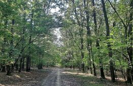 Casa/Vila de vanzare / posibil  Pensiune ,cu view și pădure la colțul străzii