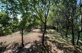 Casă în Pomi cu acoperis nou, Jud. Satu Mare