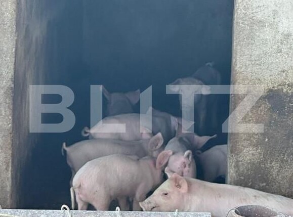 Spațiu industrial de vânzare Nord-Vest - 156799SVI | BLITZ Satu Mare | Poza17