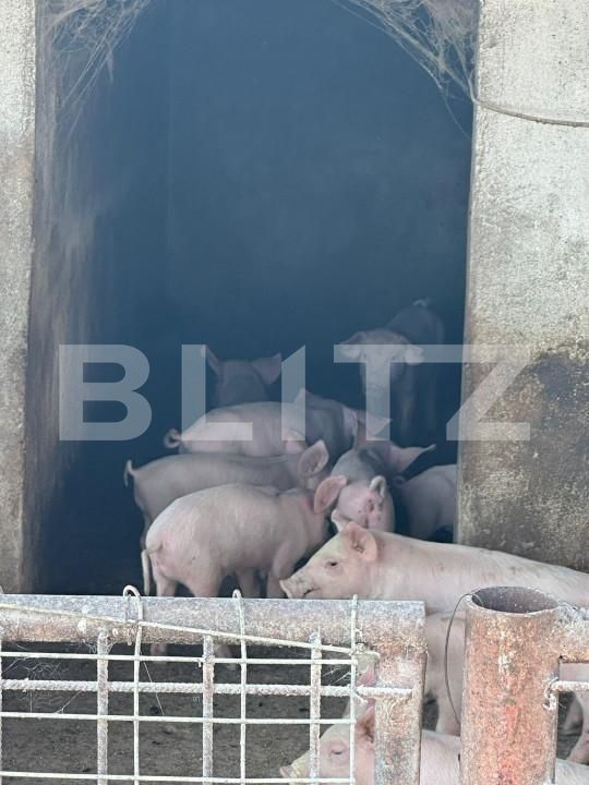 Spațiu industrial de vânzare Nord-Vest - 156799SVI | BLITZ Satu Mare | Poza17