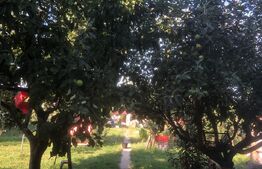 Casa de vanzare , 284 mp , zona strazii Careiului