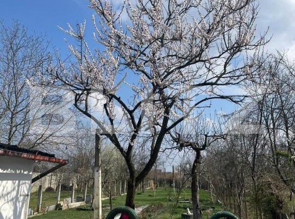 Casa de vânzare 6 camere Solidaritatii - 162326CV | BLITZ Satu Mare | Poza22