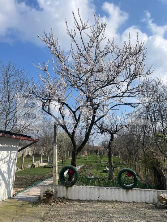 Casa de vânzare 6 camere Solidaritatii - 162326CV | BLITZ Satu Mare | Poza22