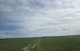 Tern extravilan 24,3504 ha, Ardud