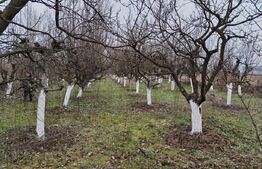Teren de vanzare, 9000 mp, Zona Aurel Vlaicu