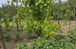  2 case, de vanzare, cu cate 2 camere, 110 mp, zona Viile Satu MAre