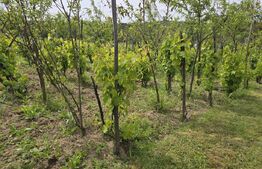  2 case, de vanzare, cu cate 2 camere, 110 mp, zona Viile Satu MAre