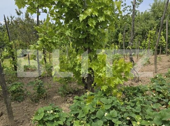 Casa de vânzare 2 camere Sud-Est - 170552CV | BLITZ Satu Mare | Poza24