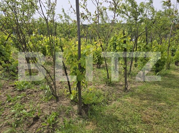 Casa de vânzare 2 camere Sud-Est - 170552CV | BLITZ Satu Mare | Poza21