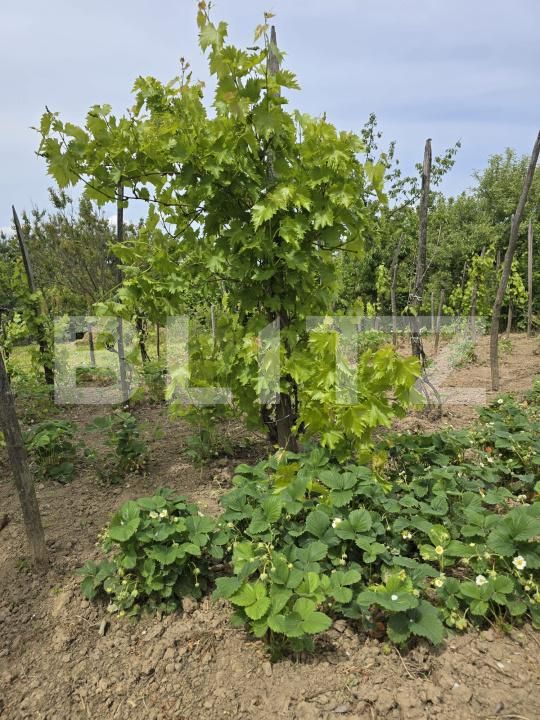 Casa de vânzare 2 camere Sud-Est - 170552CV | BLITZ Satu Mare | Poza24