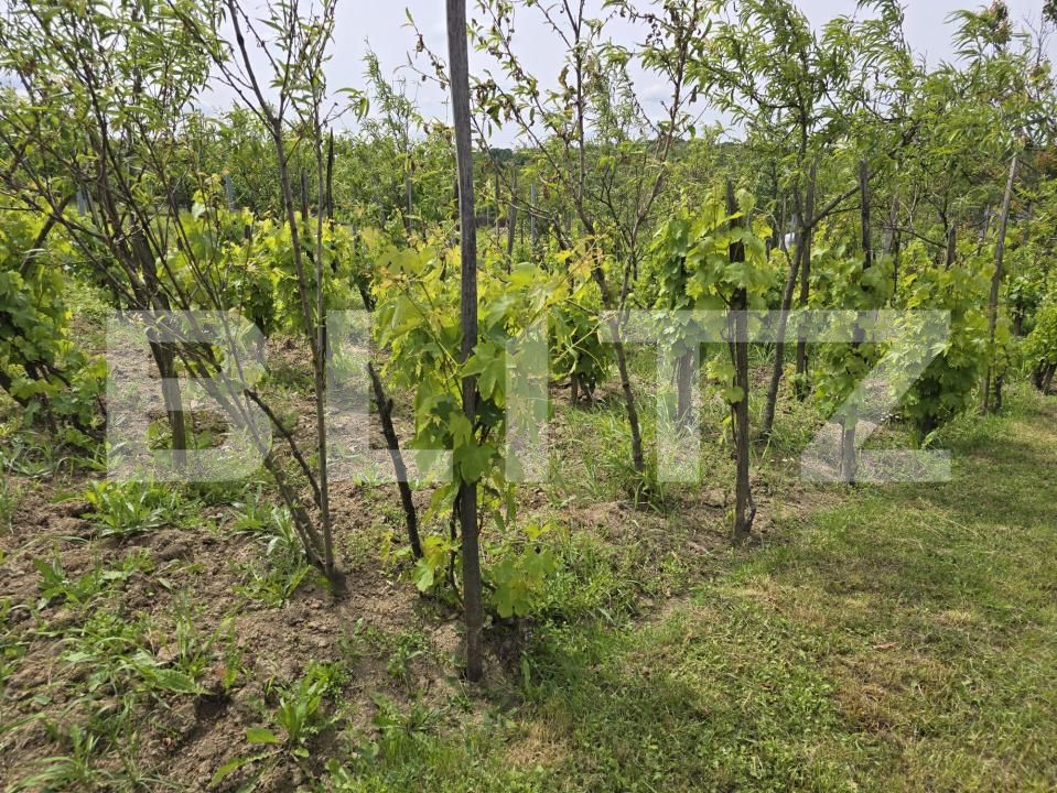 Casa de vânzare 2 camere Sud-Est - 170552CV | BLITZ Satu Mare | Poza21