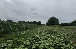 Teren 22ari în Martinesti