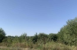 Teren intravilan 7200 mp Ardud