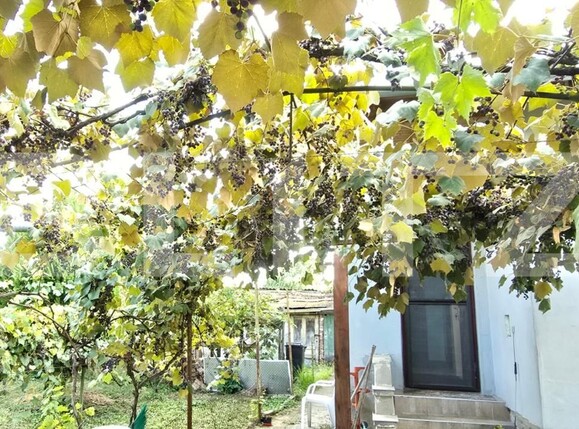 Casa de vânzare 3 camere Nord - 175982CV | BLITZ Satu Mare | Poza10