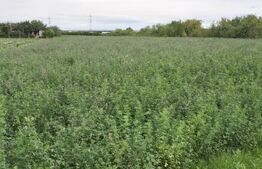 Teren extravilan, 10700 mp, zona Periferie Nord