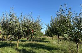 Casa tip P+M, 220 mp,3600 mp teren, comuna Păulesti 