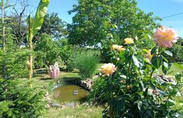 Teren 10 arii extravilan – zona Careiului