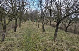 Teren intravilan - livada si vie- 20 ari - Viile SATU MARE