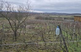 Teren intravilan - livada si vie- 20 ari - Viile SATU MARE