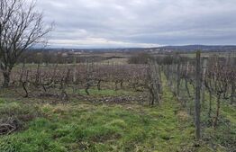 Teren intravilan - livada si vie- 20 ari - Viile SATU MARE