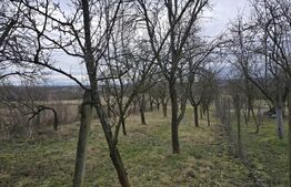 Teren intravilan - livada si vie- 20 ari - Viile SATU MARE