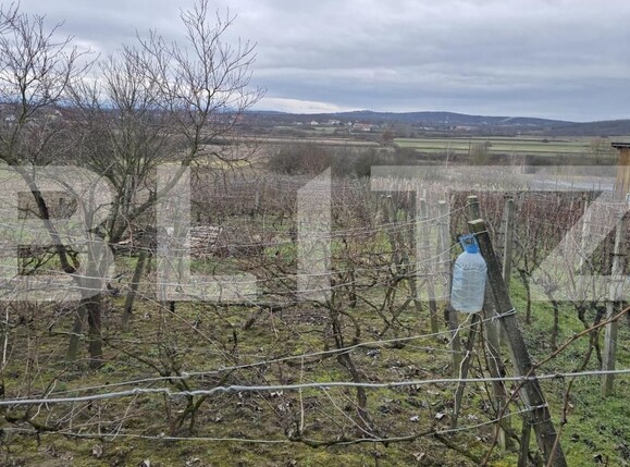 Teren de vânzare Viile Satu Mare - 187762TV | BLITZ Satu Mare | Poza11