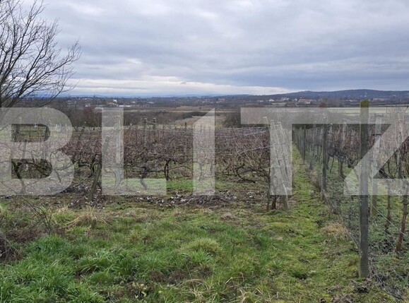 Teren de vânzare Viile Satu Mare - 187762TV | BLITZ Satu Mare | Poza10