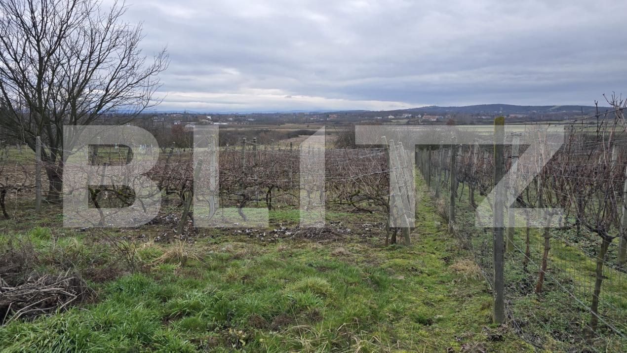 Teren de vânzare Viile Satu Mare - 187762TV | BLITZ Satu Mare | Poza10