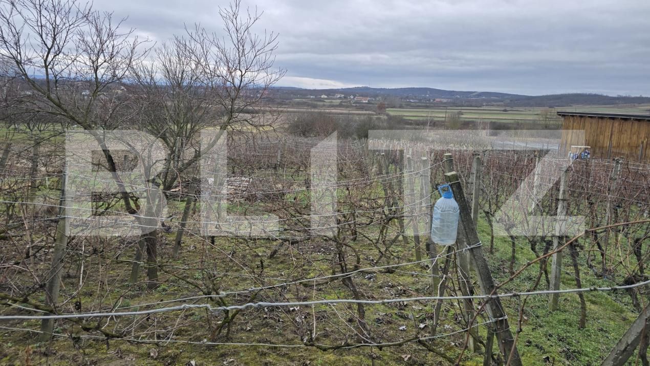 Teren de vânzare Viile Satu Mare - 187762TV | BLITZ Satu Mare | Poza11
