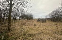 Casă cu teren generos de 6000 mp în Viile Satu Mare – zonă liniștită