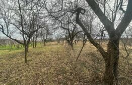 Casă cu teren generos de 6000 mp în Viile Satu Mare – zonă liniștită