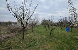 Teren intravilan de vanzare, 2.877 mp, zona Apateu Satu Mare