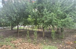 Casa cu 2 camere de vanzare, 50 mp, teren 335 mp, strada Mara, zona Piata Mica 