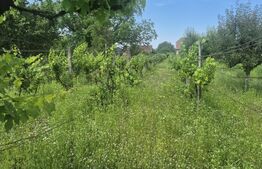 Teren intravilan de vanzare, 5488 mp, localitatea Ambud, comuna Paulesti