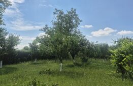 Proprietate de vanzare, teren 5488 mp, localitatea Ambud, comuna Paulesti
