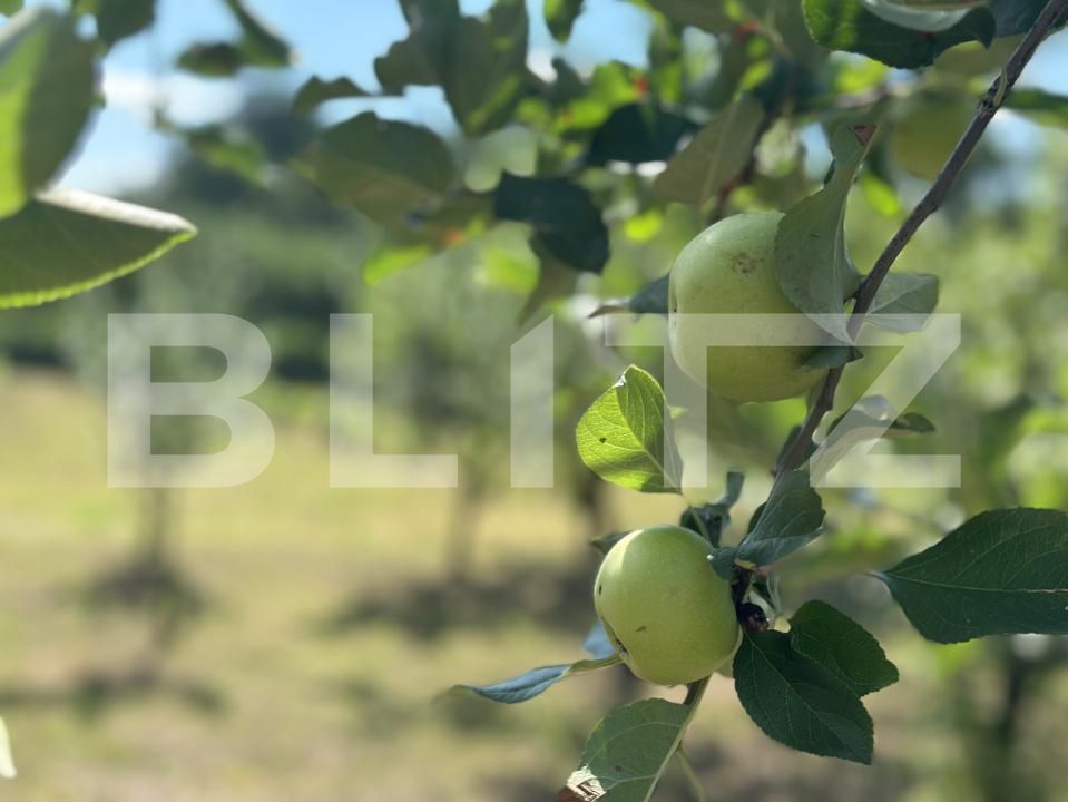 Casa de vânzare 2 camere Exterior Nord - 201309CV | BLITZ Satu Mare | Poza18