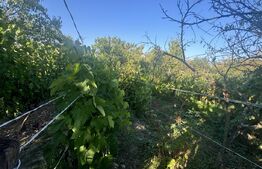 Casă de vânzare, 77 mp, teren 10 ari, zona Viile Satu Mare