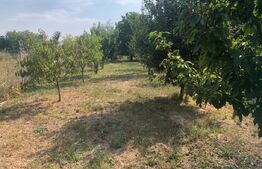 Teren intravilan, 2900 mp, zona Căprioarei