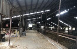 Teren de vanzare, 15.000 mp, ferma, zona Mărtinești