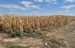 Teren extravilan de vanzare, 19.700 mp, pe centura Botizului
