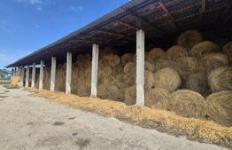 Ferma de bovine, 1800 mp, zona Lazuri