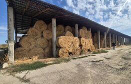 Ferma de bovine, 1800 mp, zona Lazuri