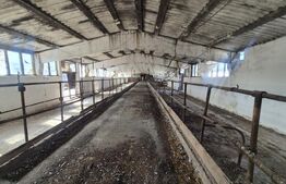 Ferma de bovine, 1800 mp, zona Lazuri