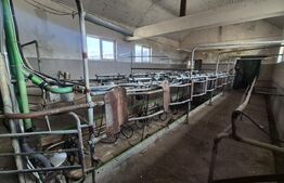 Ferma de bovine, 1800 mp, zona Lazuri