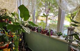 Apartament 3 camere, decomandat, parter înalt - Sf.Gheorghe