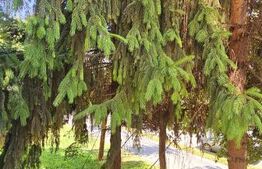 Apartament cu 2 camere, etaj 1, zonă premium, Sf. Gheorghe